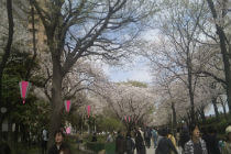 日本東京自由行景點-隅田公園